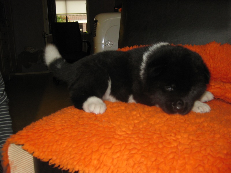 Puppies